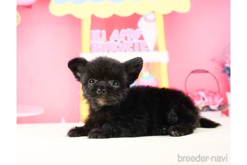 成約済の静岡県のチワプー:チワワ×トイプードル-316905の5枚目